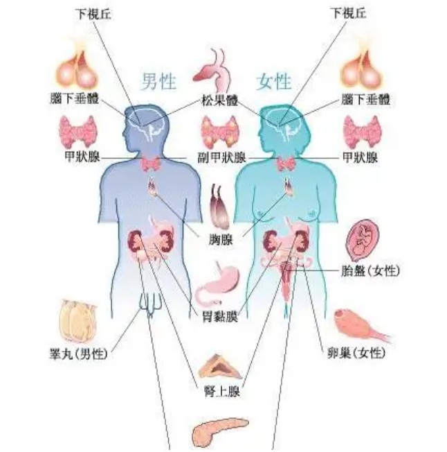 什么是促性腺激素