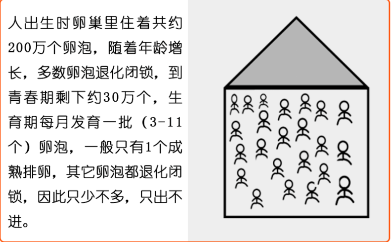 评估AMH！AMH低≠卵子质量差≠不孕