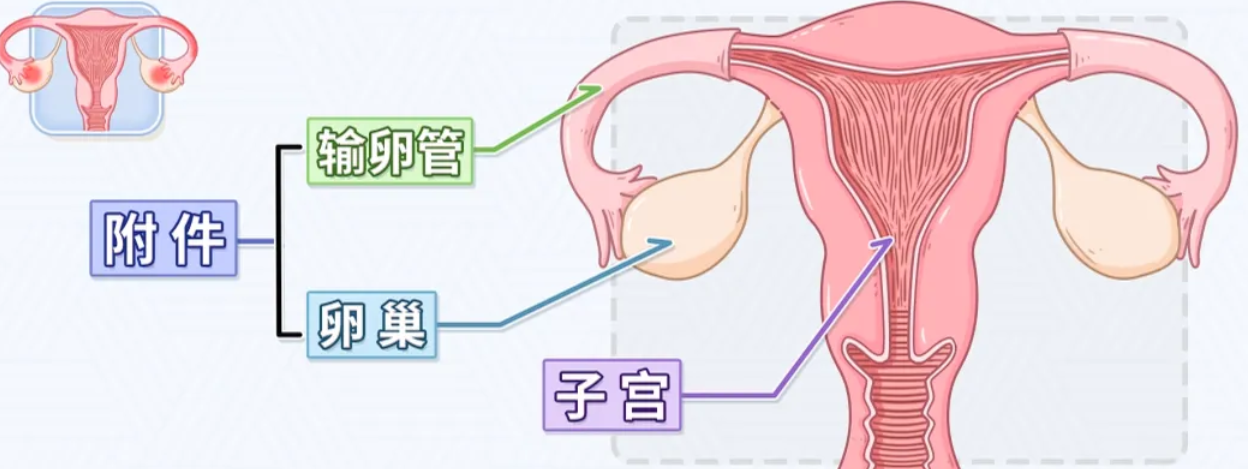 什么是附件炎，附件炎能自愈吗