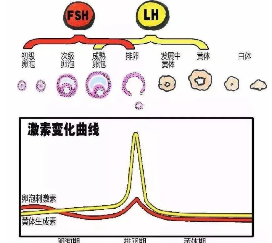 黄体生成素月经第三天6.32U/L正常吗