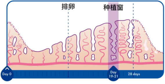 移植失败后，先别着急再促