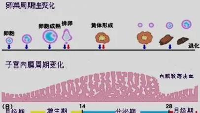移植内膜转化的作用是什么