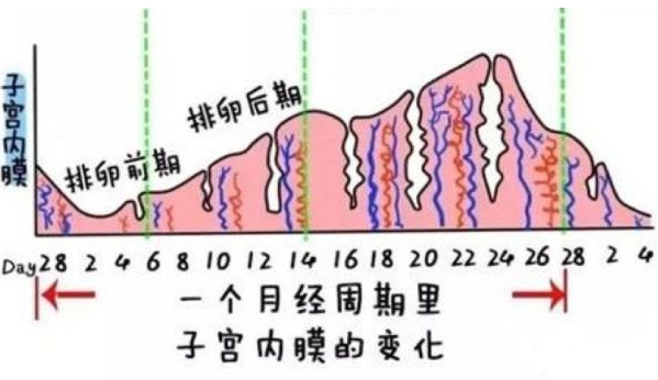 吃榴莲，能够长内膜吗？