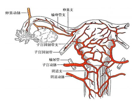 子宫动脉栓塞对生育的影响