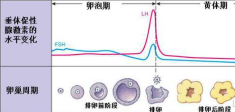 做试管婴儿打夜针有什么作用？需要注意哪些事项？