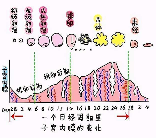 子宫内膜薄怎么办？4个方法养内膜，助好孕 