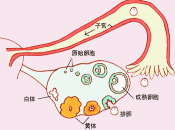 自然周期促黄体生成素lh值多少可以移植冻囊胚？