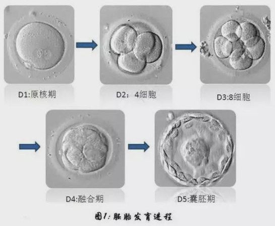 鲜胚、囊胚、冻胚，移植哪个成功率高？
