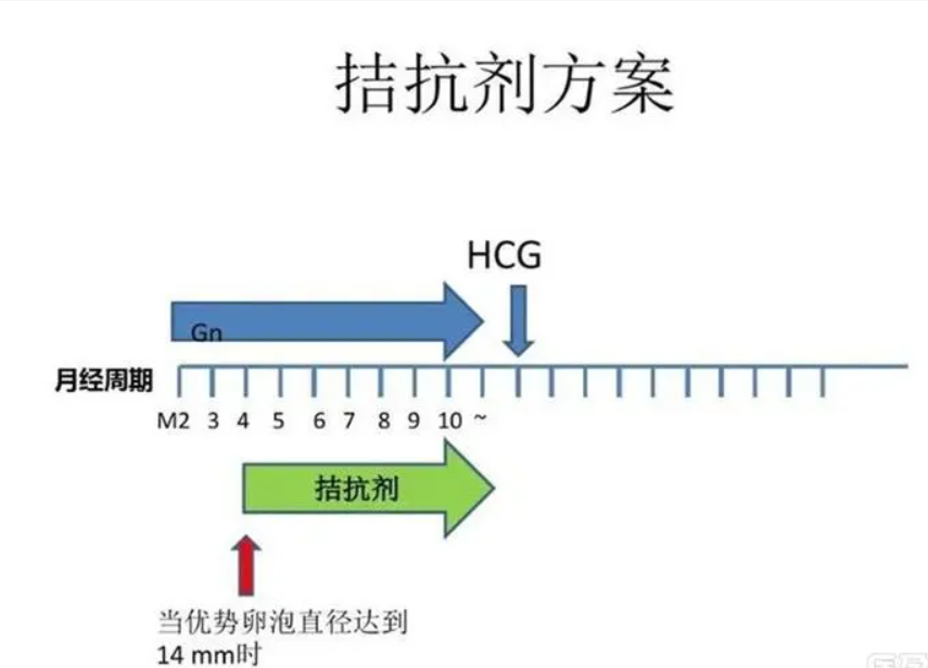 拮抗剂方案内膜会变薄吗