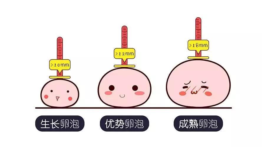 胚胎质量差,谁之过,卵子or精子?