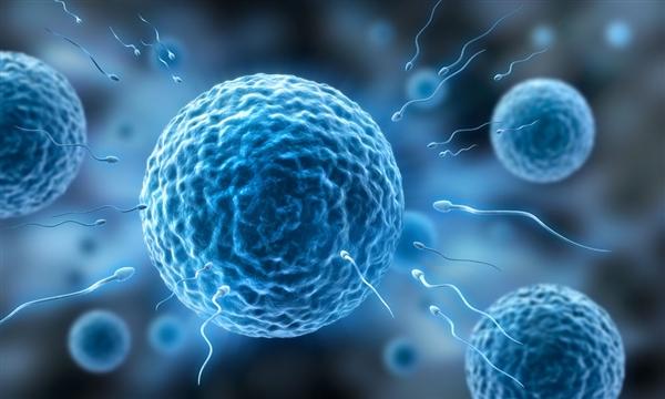 过去50年男人精子质量下降了一半!这4种男人精子质量最差
