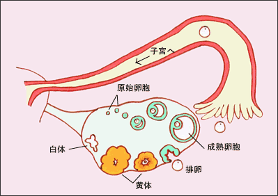 卵巢功能减退的最早征兆——月经周期缩短