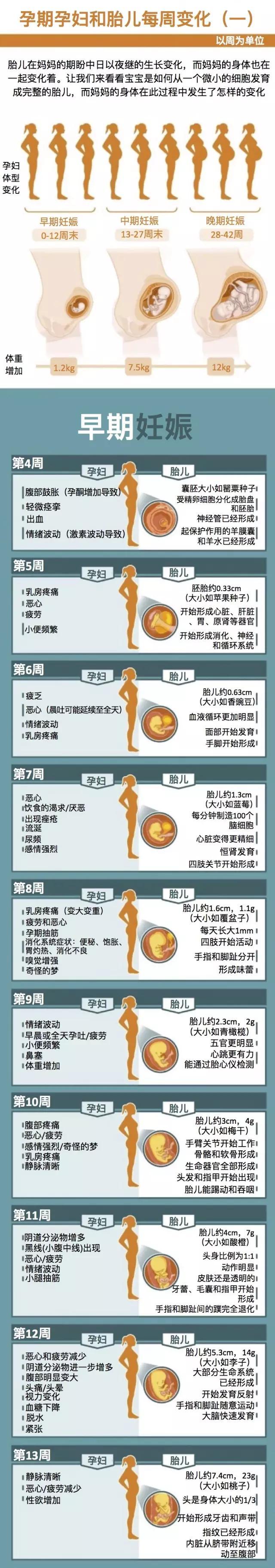 孕期你会经历什么?一组图展示0-42周孕妇和胎儿的变化