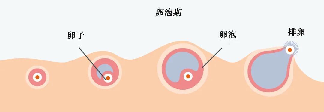 明明取到卵,为什么没有胚胎可用?