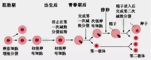 取卵十几个卵子却只配成两三个胚胎?这是哪里出了错?