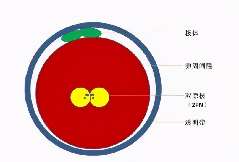 胚胎师告诉你:取卵12个,为什么只配成6个?