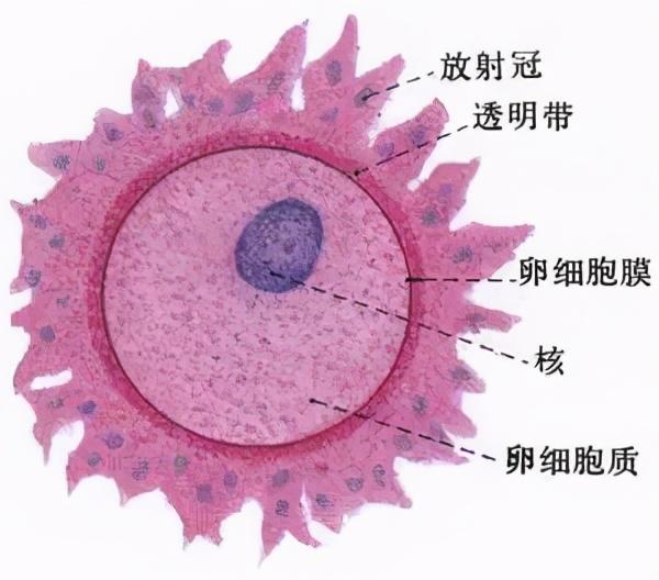 胚胎师告诉你:取卵12个,为什么只配成6个?