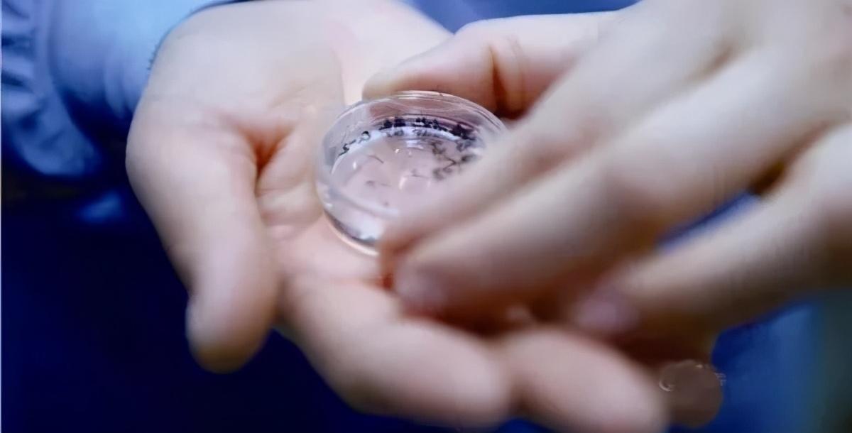 胚胎师告诉你:取卵12个,为什么只配成6个?