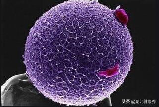 做试管婴儿之前,只要把这5个地方搞明白,以后都不用问医生