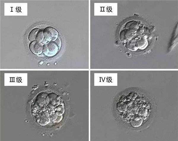 三分钟带你了解什么是胚胎碎片率