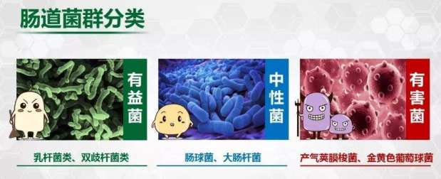 宝宝容易过敏?你孕期有补充益生菌吗?