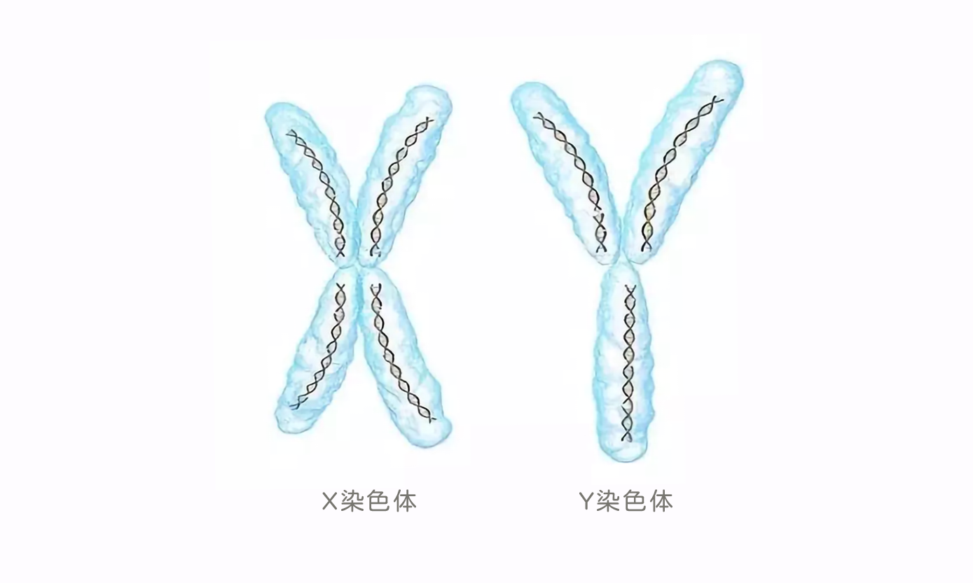 婆婆让多吃碱性食物生男孩,决定生男生女,真的靠体质吗?