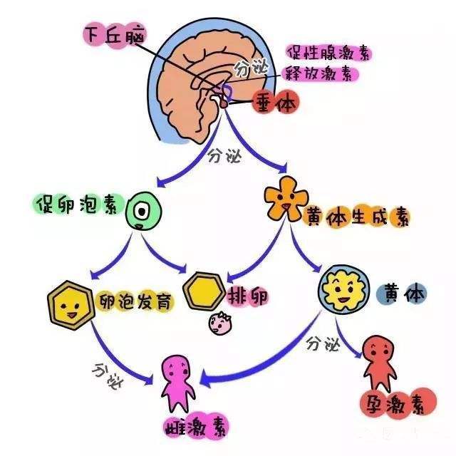 试管促排取卵的结果是通过什么指标来判断的?
