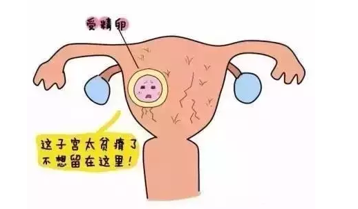 试管婴儿是否会因高温天气,影响成功率?