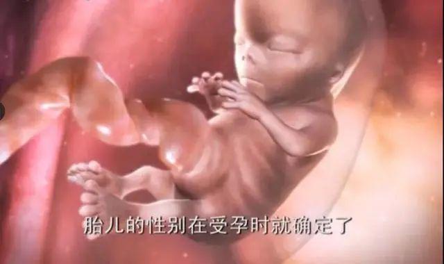 生男生女能人为控制吗?揭秘胎儿性别发育过程
