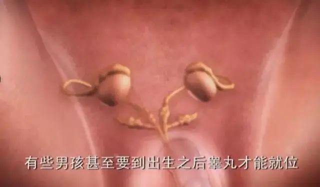生男生女能人为控制吗?揭秘胎儿性别发育过程