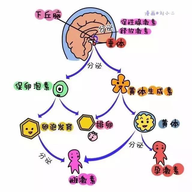 降调节,内异症姐妹又爱又恨TA