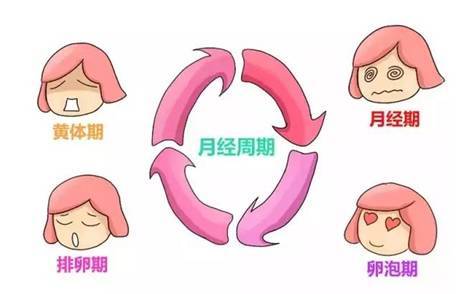 试管婴儿取卵后,需要过多久才能取第二次?