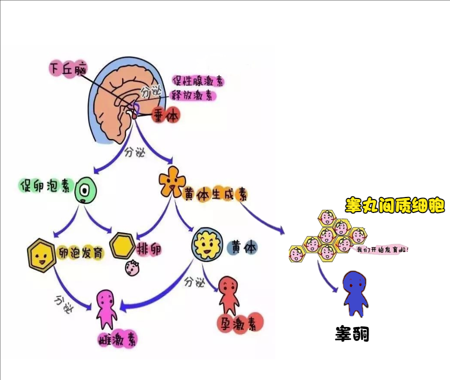包皮手术后,医生竟然让我吃雌激素?
