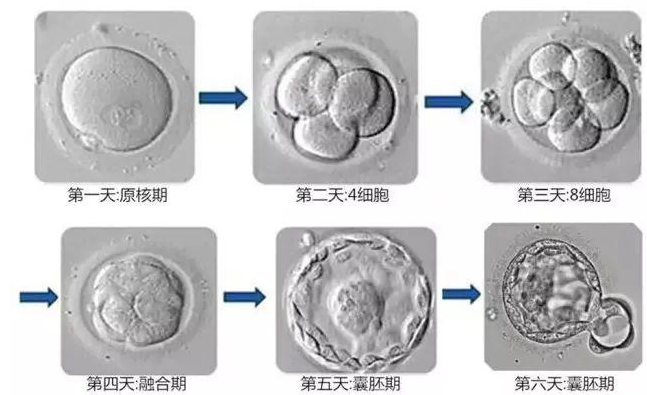 你的胚胎到底需不需要“养囊”？