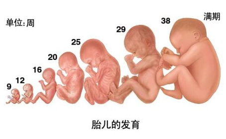 教大家孕囊形状测生男生女，超准哦！ 